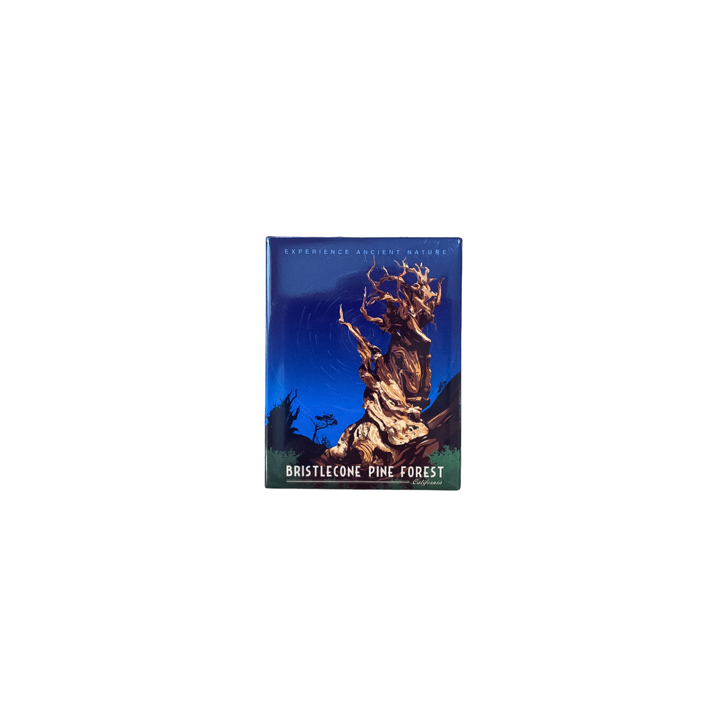 Bristlecone Pine Magnet