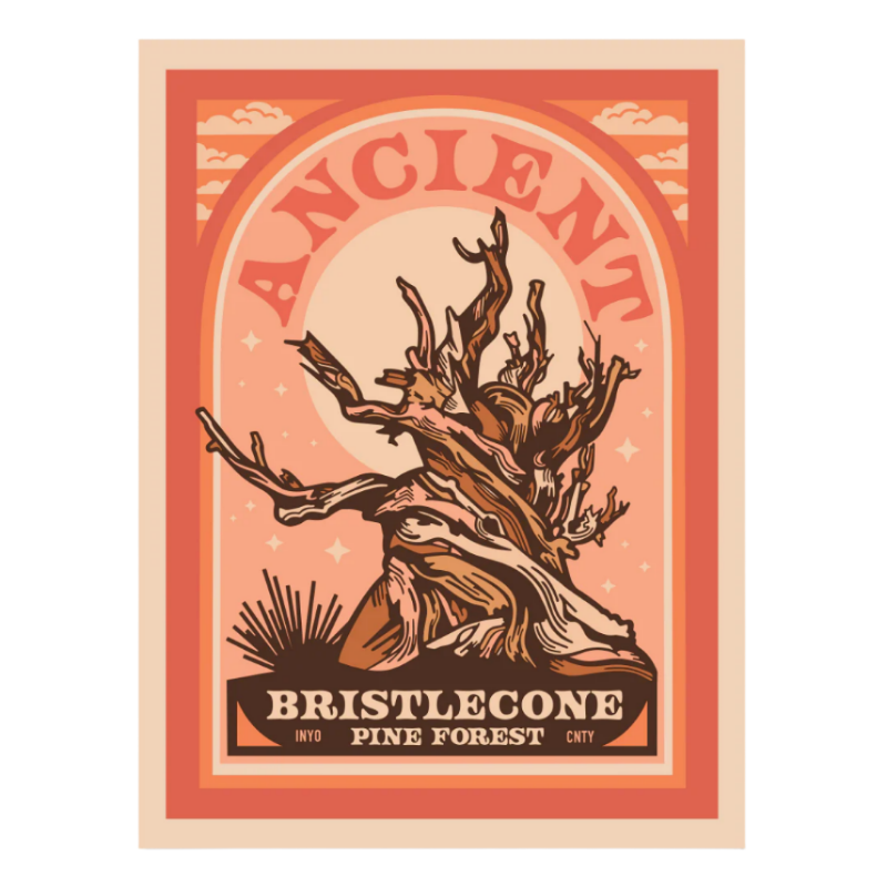 Vintage poster of a bristlecone pine forest, showcasing ancient trees over 3,000 years old, printed on smooth matte paper.