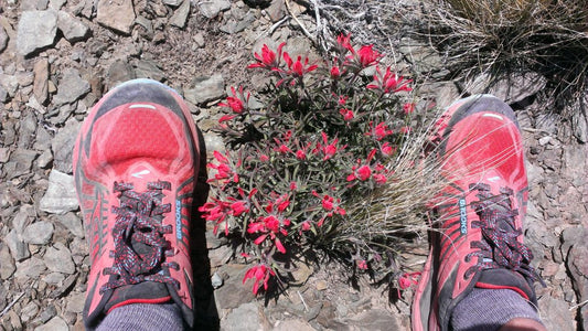 Brooks Caldera Red