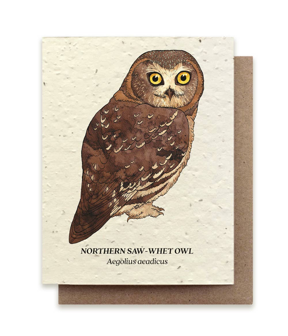 a plantable card depicting a northern saw-whet owl