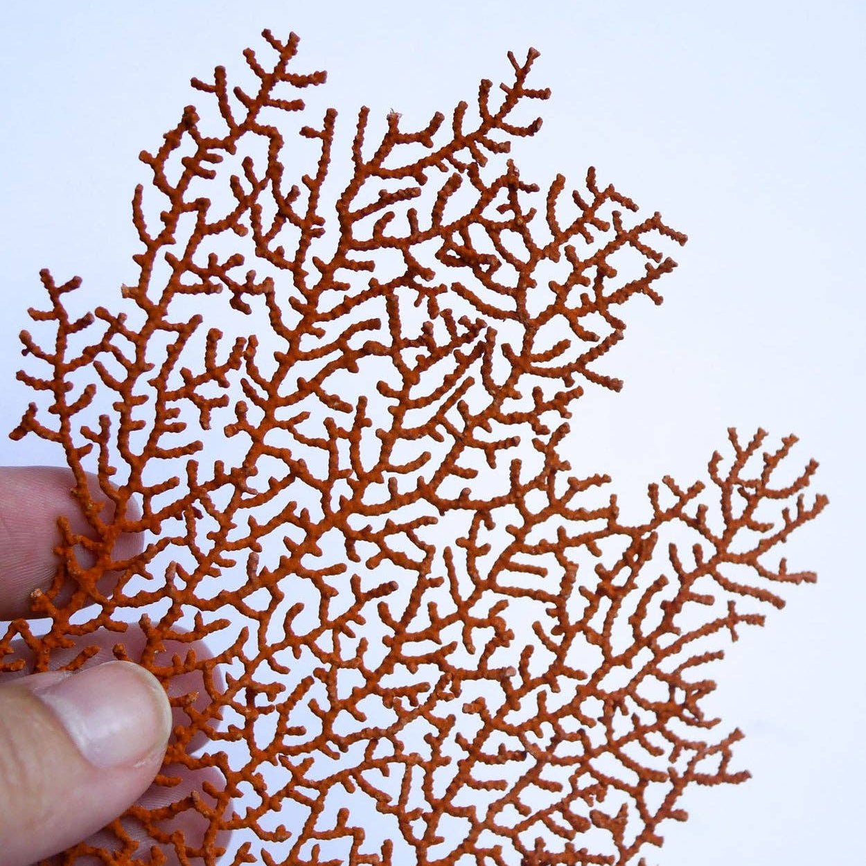 Half Moon Coral Necklace