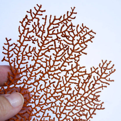 Half Moon Coral Necklace