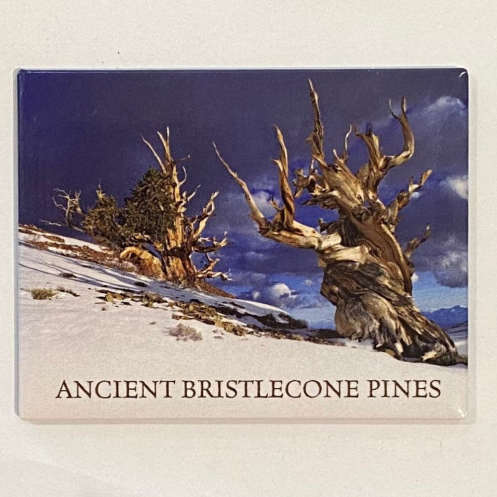 Fridge magnet with image of ancient bristlecone pines and text on a white background