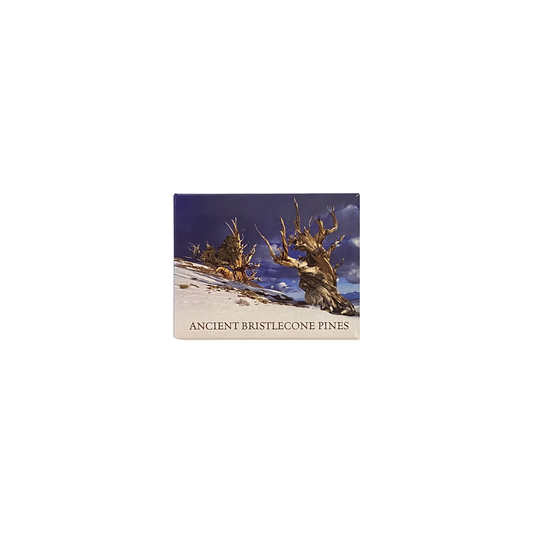 Bristlecone Pine Magnet