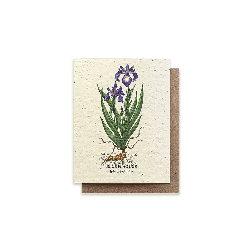 A2 greeting card featuring a blue flag iris illustration, printed on plantable seeded paper with wildflower seeds inside.
