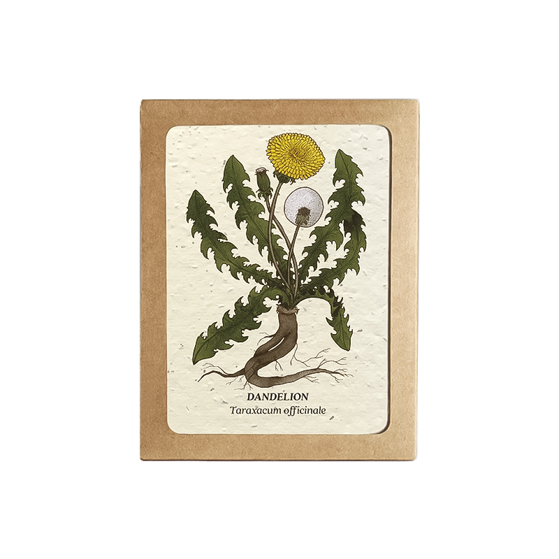 Small Victories Medicinal Plants Card Set (Plantable Wildflower Seed Paper)