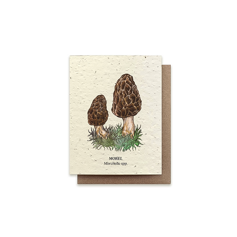A2 greeting card showcasing a morel mushroom illustration, made from seeded paper that grows wildflowers when planted.
