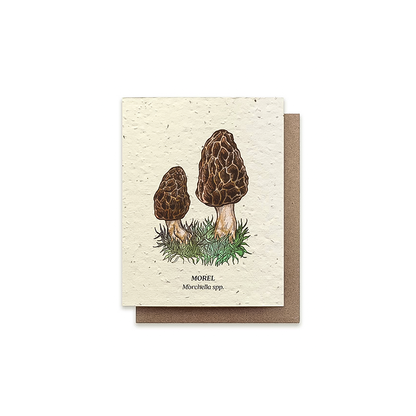 A2 greeting card showcasing a morel mushroom illustration, made from seeded paper that grows wildflowers when planted.