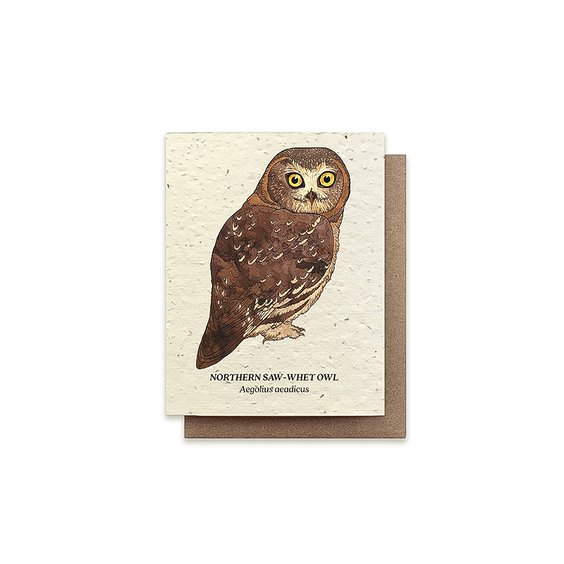 Greeting card featuring a northern saw-whet owl illustration on plantable seeded paper with wildflower seeds embedded.