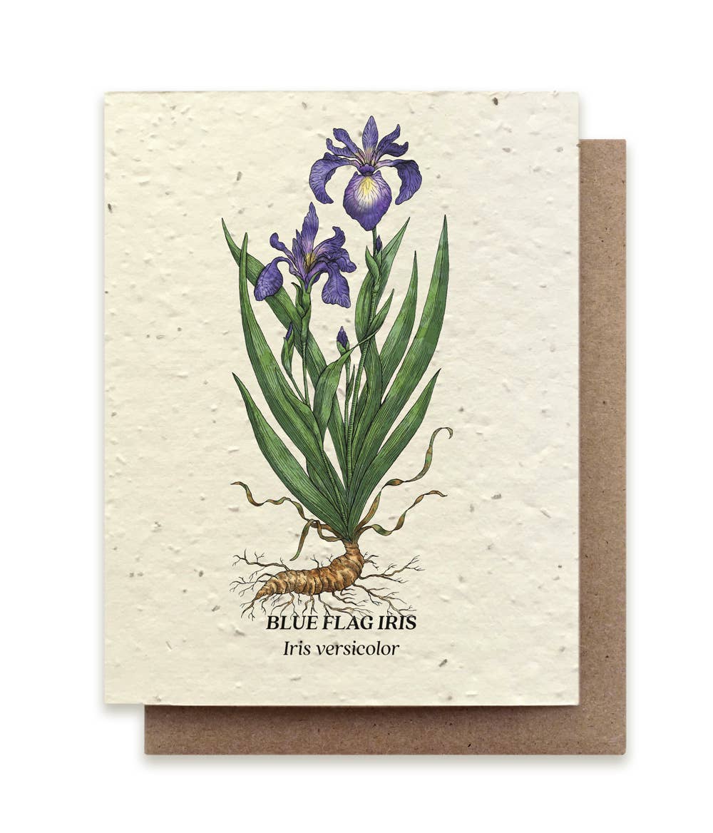 A plantable card depicting Blue Flag Iris flowers