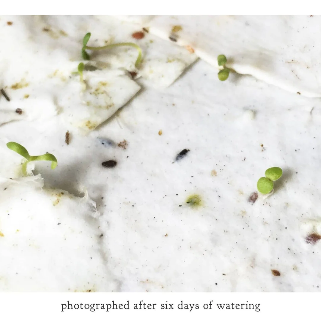 a close up photo of seeds sprouting from paper