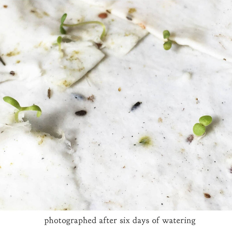 The Bower Studio Fly Agaric Mushroom Plantable Wildflower Card